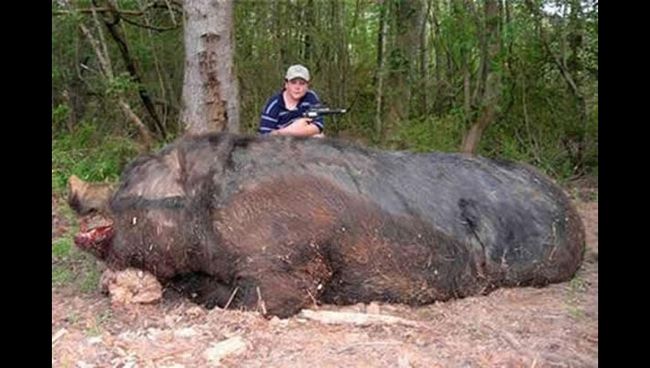 Lợn rừng nặng tới hơn 1 tấn và bị hạ bởi cậu thợ săn 11 tuổi. 